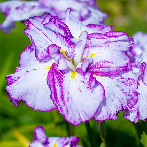Iris Ensata (Japanese Iris) Harlequinesque