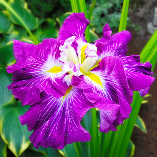 Iris Ensata (Japanische Schwertlilie) (Japanese Iris) Persephone - for Sale Iris Ensata (Japanische Schwertlilie) (Japanese Iris) Persephone