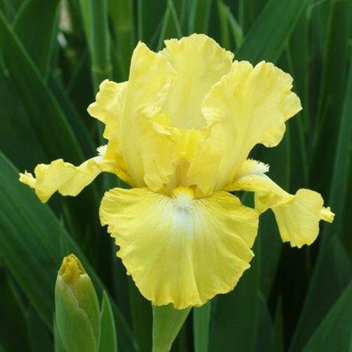 Iris Germanica Lemon Pop