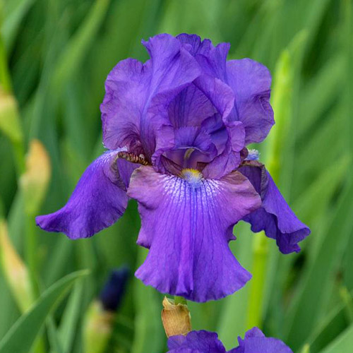 Iris Germanica Royal Touch