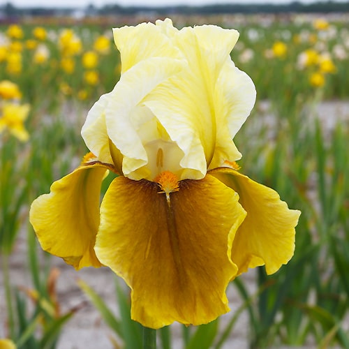 Iris germanica Bayberry Candle - for Sale Iris germanica Bayberry Candle