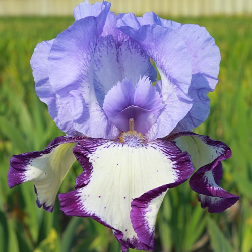 Iris Germanica (Baardiris) On edge - for Sale Iris Germanica (Baardiris) On edge