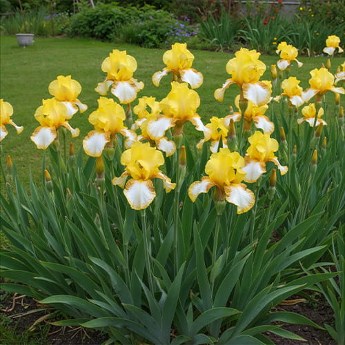 Iris Germanica (Bearded Iris) Radiant Apogee - for Sale Iris Germanica (Bearded Iris) Radiant Apogee