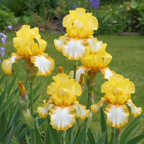 Iris Germanica (Bearded Iris) Radiant Apogee - for Sale Iris Germanica (Bearded Iris) Radiant Apogee