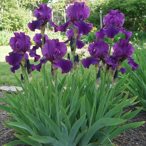 Iris Germanica (Bearded Iris) Sultry Mood - for Sale Iris Germanica (Bearded Iris) Sultry Mood