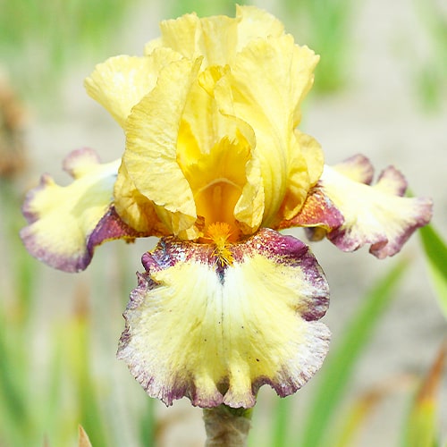 Iris germanica Bullwinkle - for Sale Iris germanica Bullwinkle