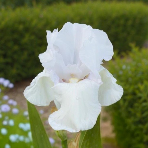 Iris Germanica Cease Fire - for Sale Iris Germanica Cease Fire