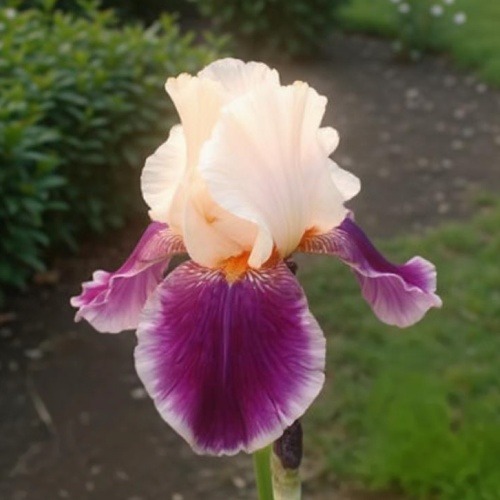 Iris Germanica Christmas Carol - for Sale Iris Germanica Christmas Carol