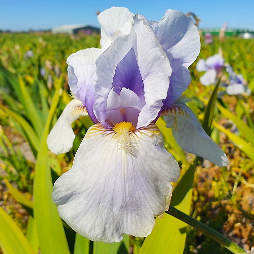 Iris germanica Edge of Winter - for Sale Iris germanica Edge of Winter