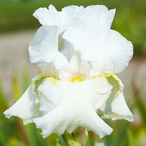 Iris germanica Glowing Seraphin - for Sale Iris germanica Glowing Seraphin