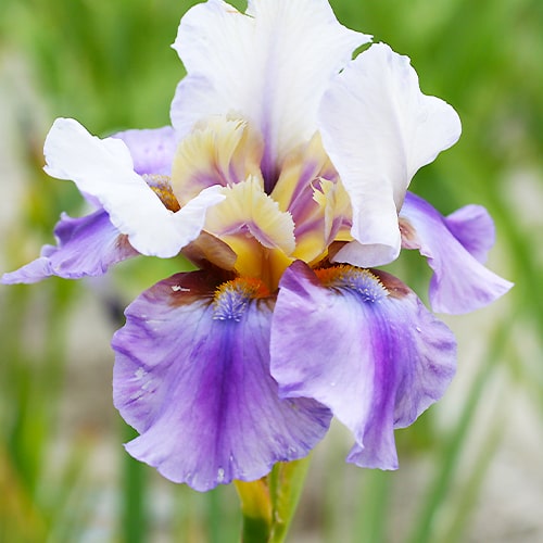 Iris germanica Hattrick - for Sale Iris germanica Hattrick
