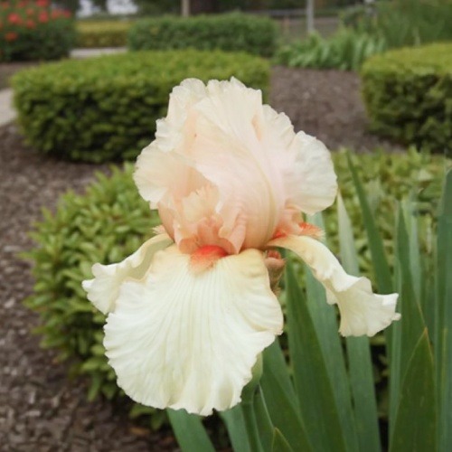 Iris Germanica Kimzey - for Sale Iris Germanica Kimzey