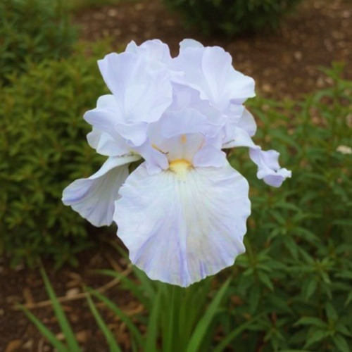 Iris Germanica Lake Placid - for Sale Iris Germanica Lake Placid