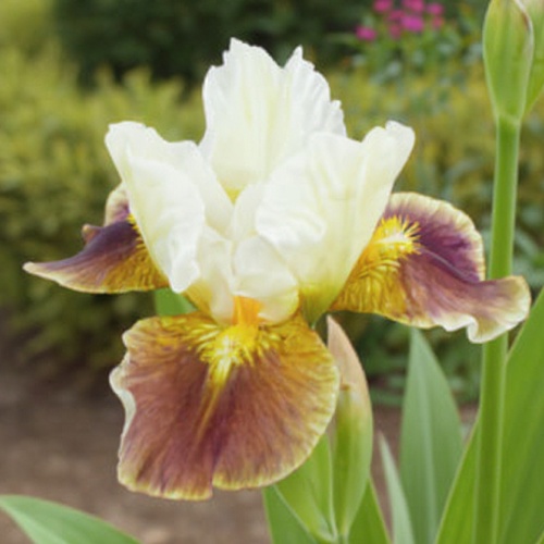 Iris germanica Pookanilly - for Sale Iris germanica Pookanilly