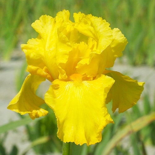 Iris germanica Temple Gold - for Sale Iris germanica Temple Gold