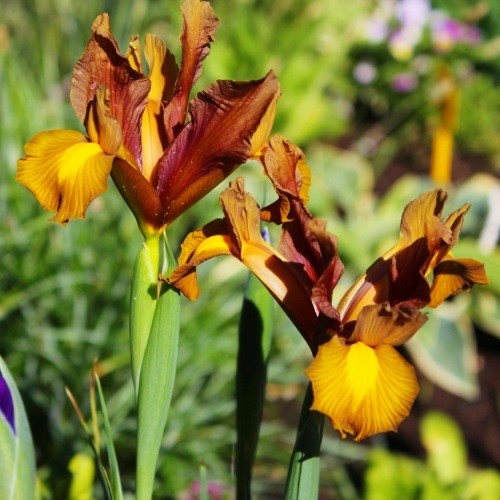 Iris Hollandica Autumn Princess - for Sale Iris Hollandica Autumn Princess