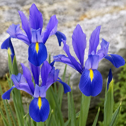 Iris Hollandica Discovery - for Sale Iris Hollandica Discovery