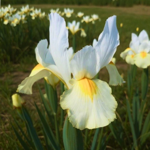 Iris Hollandica Limelight - for Sale Iris Hollandica Limelight