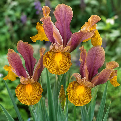 Iris Hollandica Lion King - for Sale Iris Hollandica Lion King