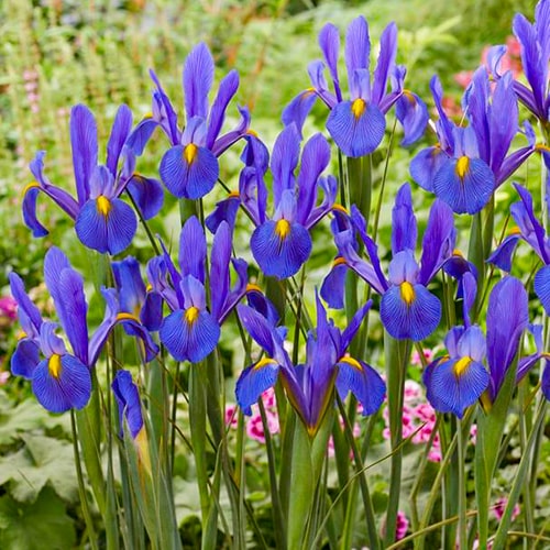 Iris Hollandica Mickey Ocean - for Sale Iris Hollandica Mickey Ocean