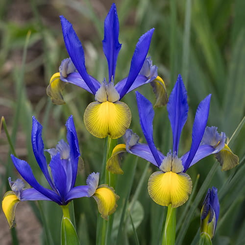 Iris Hollandica Miss Saigon - for Sale Iris Hollandica Miss Saigon