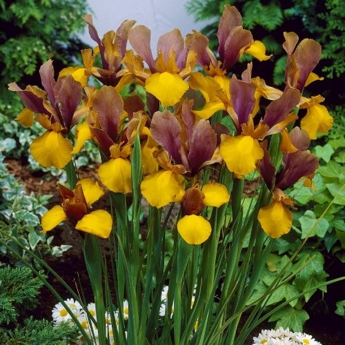 Iris Hollandica Purple-Bronze-Yellow - for Sale Iris Hollandica Purple-Bronze-Yellow
