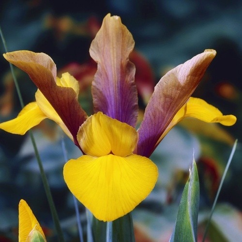 Iris Hollandica Purple-Bronze-Yellow - for Sale Iris Hollandica Purple-Bronze-Yellow