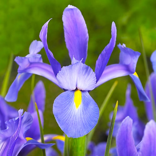 Iris Hollandica Sapphire Beauty - for Sale Iris Hollandica Sapphire Beauty