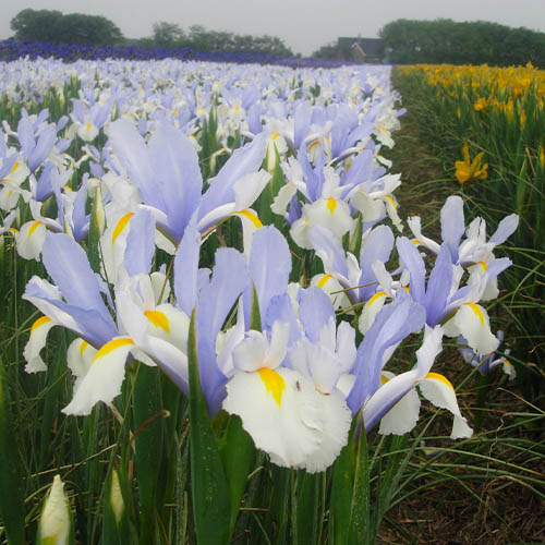 Iris hollandica Silvery Beauty - for Sale Iris hollandica Silvery Beauty