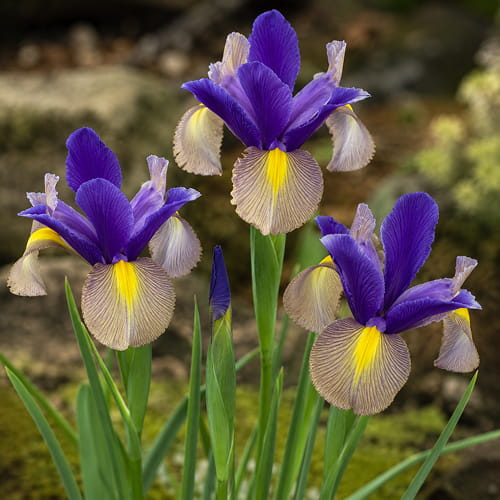 Iris hollandica Valentine - for Sale Iris hollandica Valentine