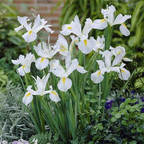 Iris Hollandica White - for Sale Iris Hollandica White
