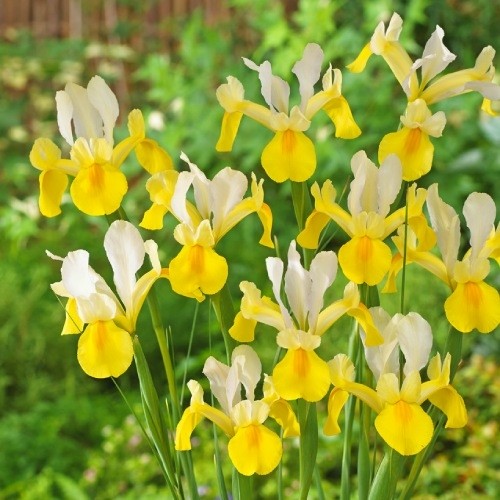 Iris Hollandica Yellow-White - for Sale Iris Hollandica Yellow-White