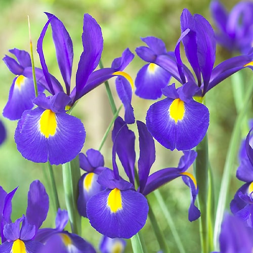 Iris hollandica Young Star - for Sale Iris hollandica Young Star