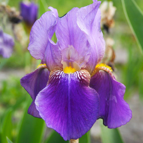 Iris Germanica (Bärtige Schwertlilie) Lent A. Williamson - for Sale Iris Germanica (Bärtige Schwertlilie) Lent A. Williamson