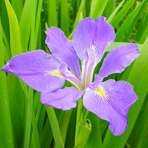 Iris Louisiana Heather Stream