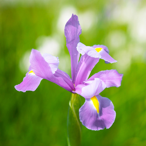 Iris Hollandica Pink Panther - for Sale Iris Hollandica Pink Panther
