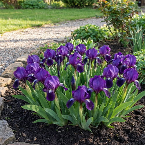 Iris Pumila Banbury Ruffles - for Sale Iris Pumila Banbury Ruffles