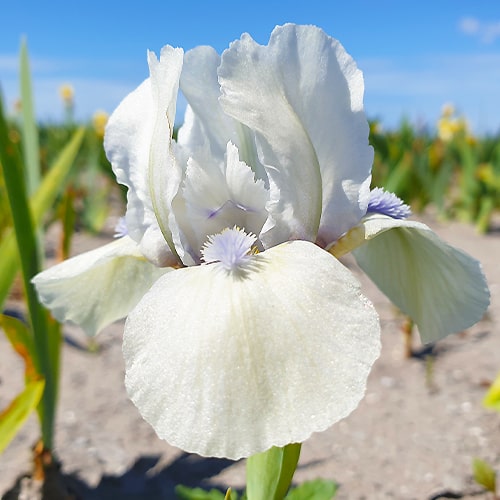 Iris pumila Westar - for Sale Iris pumila Westar