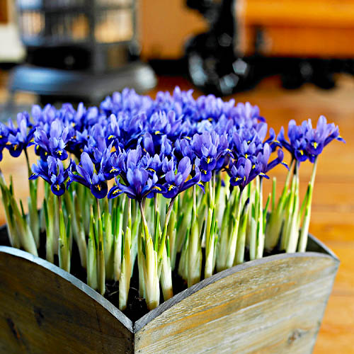 Iris Reticulata Blue Hill - for Sale Iris Reticulata Blue Hill