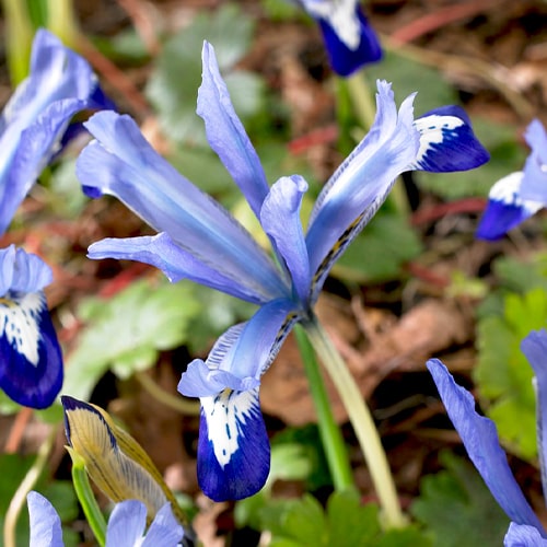Iris Reticulata Clairette - for Sale Iris Reticulata Clairette