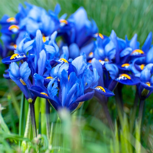 Iris Reticulata Harmony - for Sale Iris Reticulata Harmony
