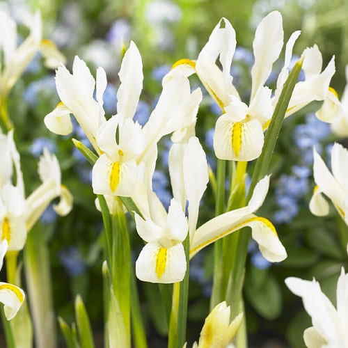 Iris Reticulata Louise - for Sale Iris Reticulata Louise