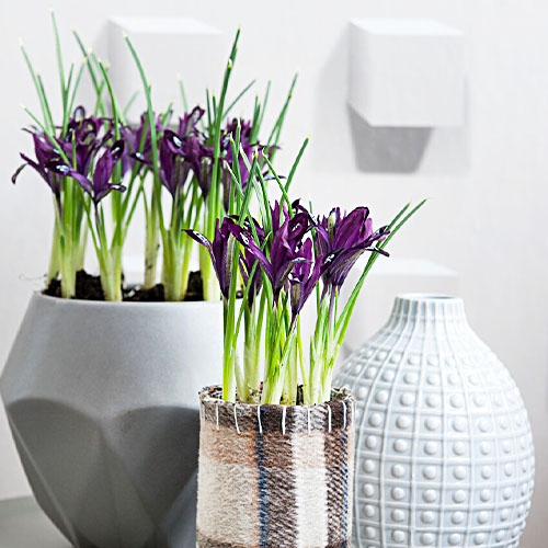 Iris Reticulata Purple Hill - for Sale Iris Reticulata Purple Hill