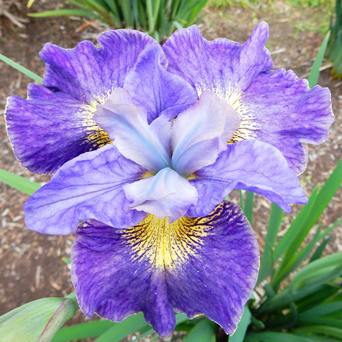 Iris Siberica (Siberische) Cape Cod Boys - for Sale Iris Siberica (Siberische) Cape Cod Boys