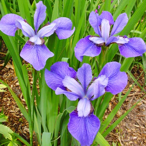 Iris Siberica (Siberian) Claret Cup - for Sale Iris Siberica (Siberian) Claret Cup