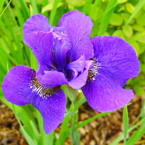Iris Siberica (Siberian) Dark Circle - for Sale Iris Siberica (Siberian) Dark Circle