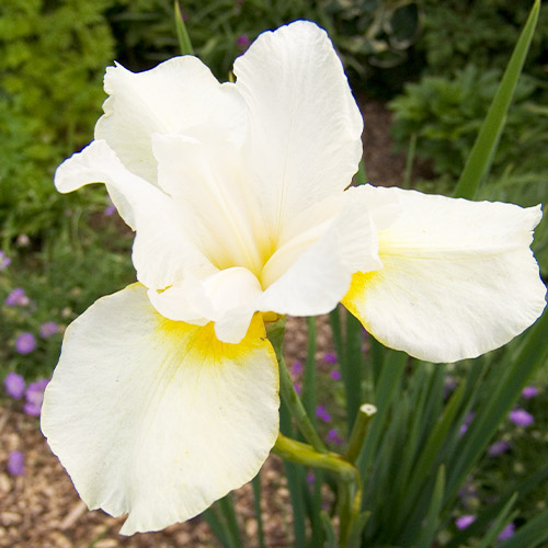 Iris Siberica (Siberian) Dreaming Orange - for Sale Iris Siberica (Siberian) Dreaming Orange