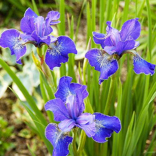 Iris Siberica (Siberian) Ever Again - for Sale Iris Siberica (Siberian) Ever Again