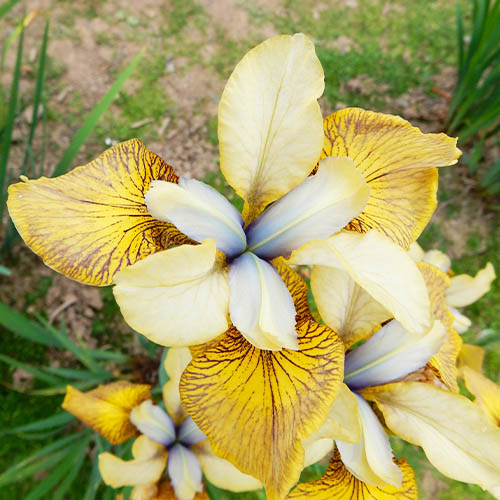 Iris Siberica (Siberian) Flying Fiddles - for Sale Iris Siberica (Siberian) Flying Fiddles