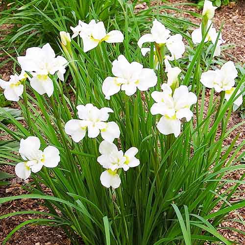Iris Siberica (Siberian) Gulls Wing - for Sale Iris Siberica (Siberian) Gulls Wing